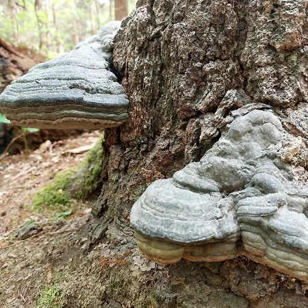 Mar Veluwe Σπίτι διακοπών Ermelo