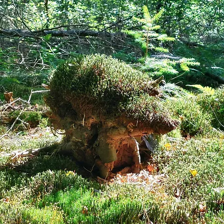 Mar Veluwe Holiday home